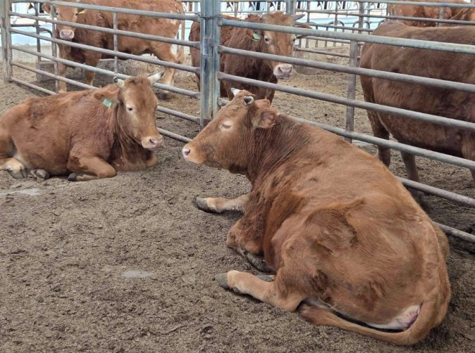 “소 한 마리에 2,500만 원” 담양군 종축개량 정책