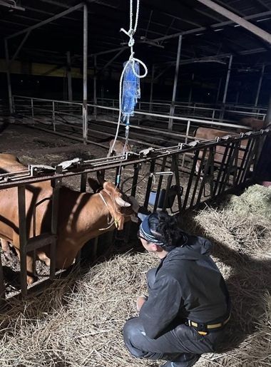 영암군, 가축 난산 대응“야간·휴일 공수의 응급대기 지원사업”추진