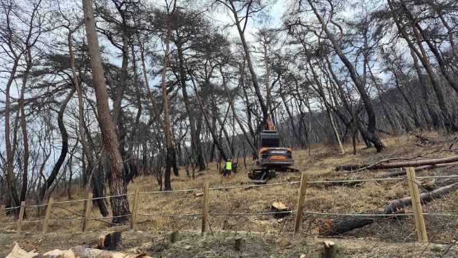 2026년 산불피해지 위험목 제거사업 추진
