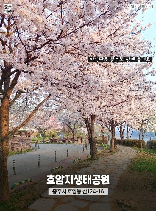 ‘충주 벚꽃 명소’ 홍보물