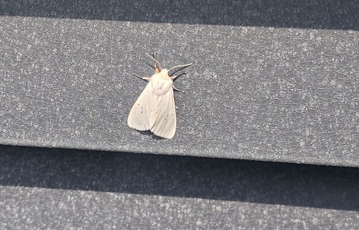 미국흰불나방 조기 출현…초기 방제 ‘비상’