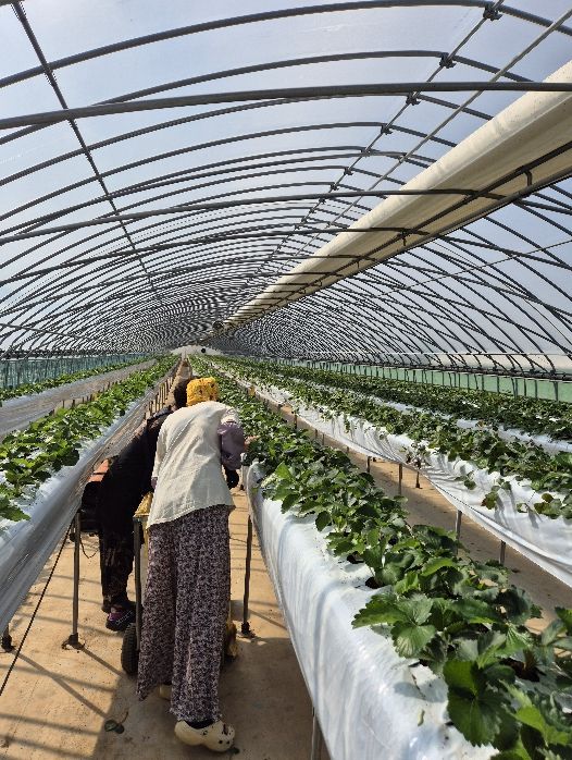 홍성군, 이론 넘어 현장으로 신규농업인 현장실습 1:1 멘토링 실습 돌입