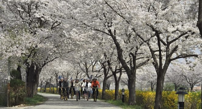 상주시청 공직자들, 자전거 출퇴근으로 에너지 절약 실천