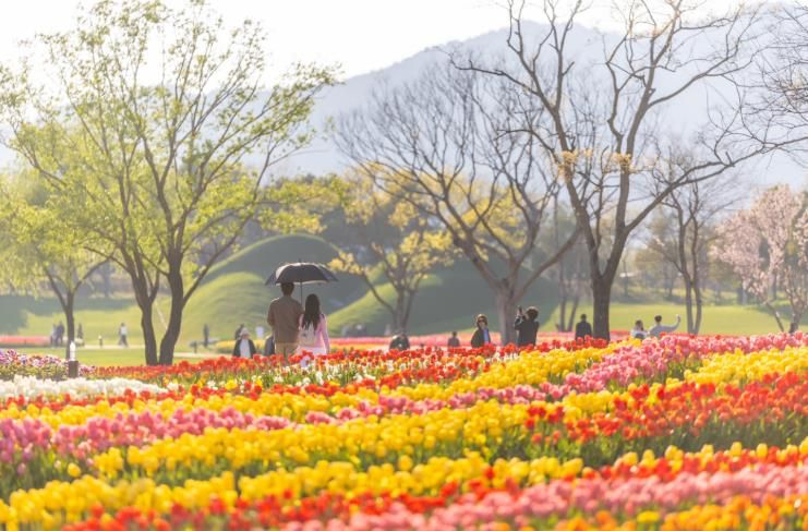 형형색색의 튤립이 물결치는 순천만국가정원 노을정원