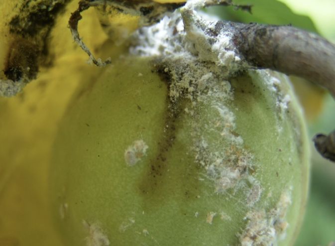 상주시농업기술센터, 4월 중순부터 배, 핵과류 '깍지벌레' 방제 시작