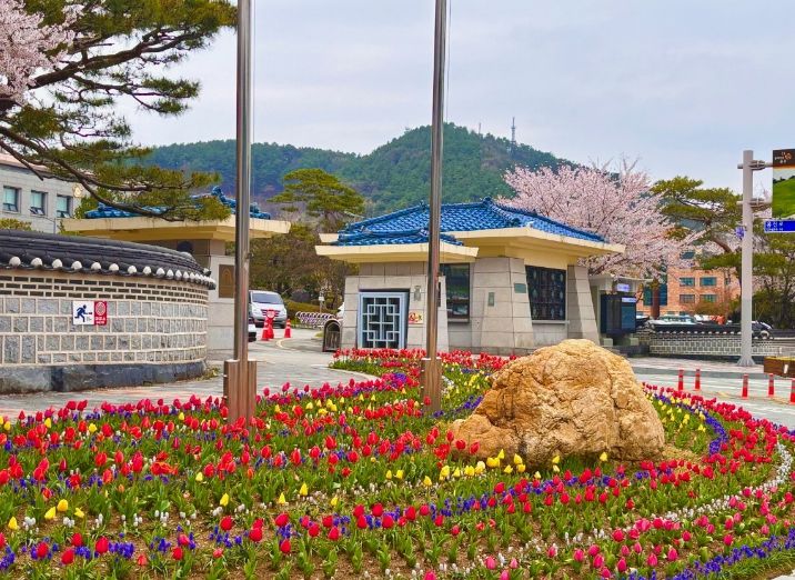 도심 봄꽃 식재_시청사 앞