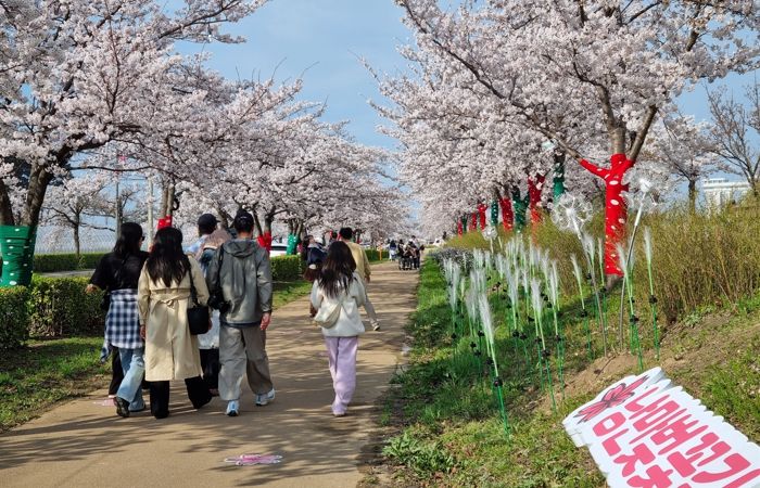 강릉 봄 관광 이끈 ‘2026 경포 벚꽃 축제’ 성료… 통합 홍보로 도심 전역 활기