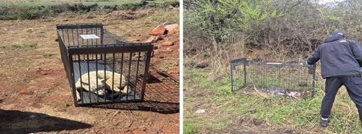 중산간 유기견 집중포획