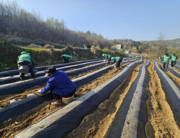 음성군 새마을지도자생극면협의회·부녀회, 생산적 일손이음 봉사활동 펼쳐