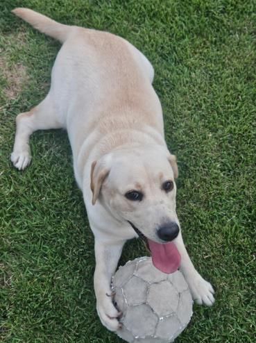 김해시, 유기동물 입양하면 ‘최대 15만원’ 지원 반려문화 확산 앞장