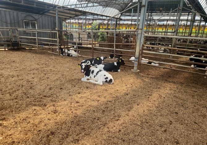톱밥을 깐 축사 모습