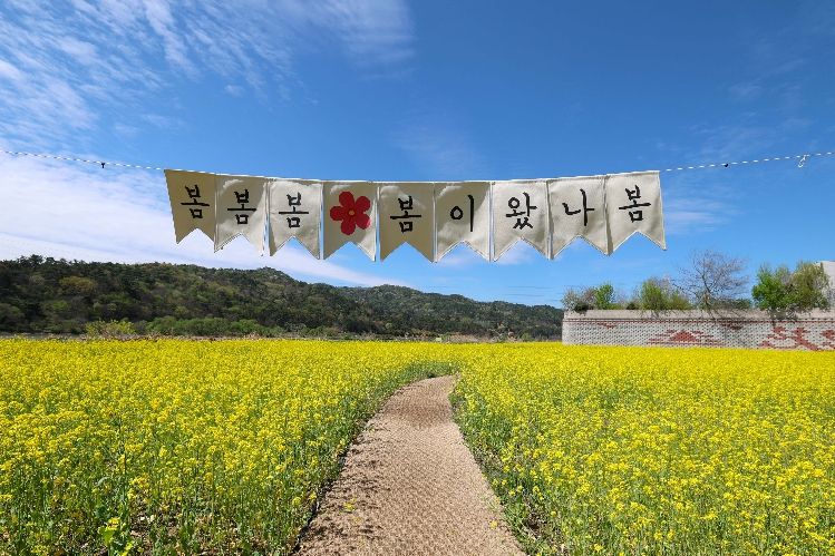 황룡강생태정원 꽃단지