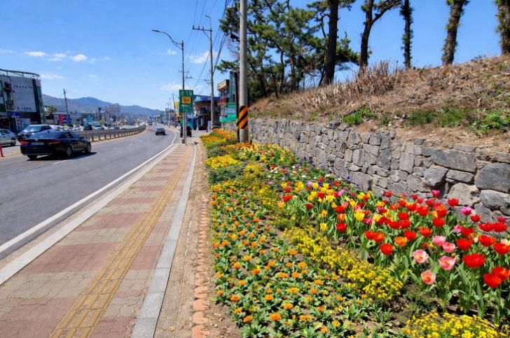 강화군, 길 위에 봄을 심다… 48국도변 2만여 본 봄꽃 식재