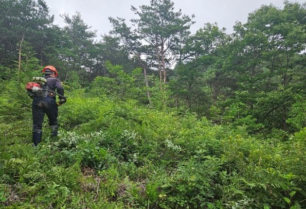 산림가치 증진 위한 어린나무가꾸기 사업’