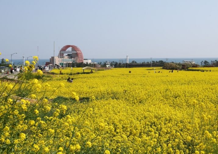 유채꽃이 만발한 호미곶 경관단지 전경.